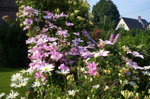 Jardin clos de la maison Les deux chênes avec clématites roses et marguerites, Crasville-la-Rocquefort, Normandie