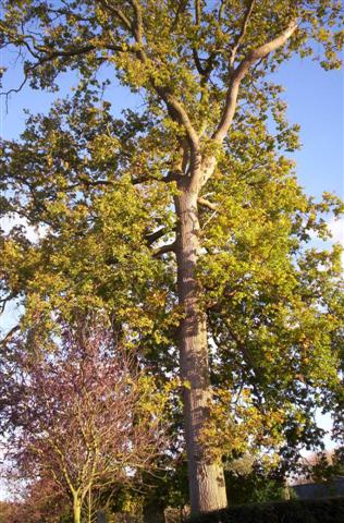 Les deux chênes centenaires en automne, feuillage doré, propriété des chambres d'hôtes Les deux chênes à Crasville-la-Rocquefort